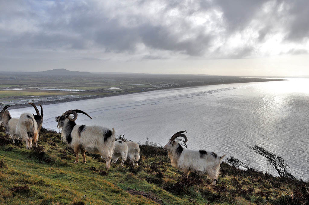 Guardians of the Down – the feral goats certainly have a home with a view. Photo: © Mark Davies
